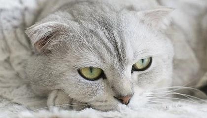 利拉德这场不只进球，禁区肋部的细节才是答案：回放三遍才敢信